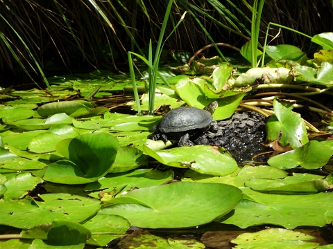 ... Schildkröten, Seerosen und Mangroven